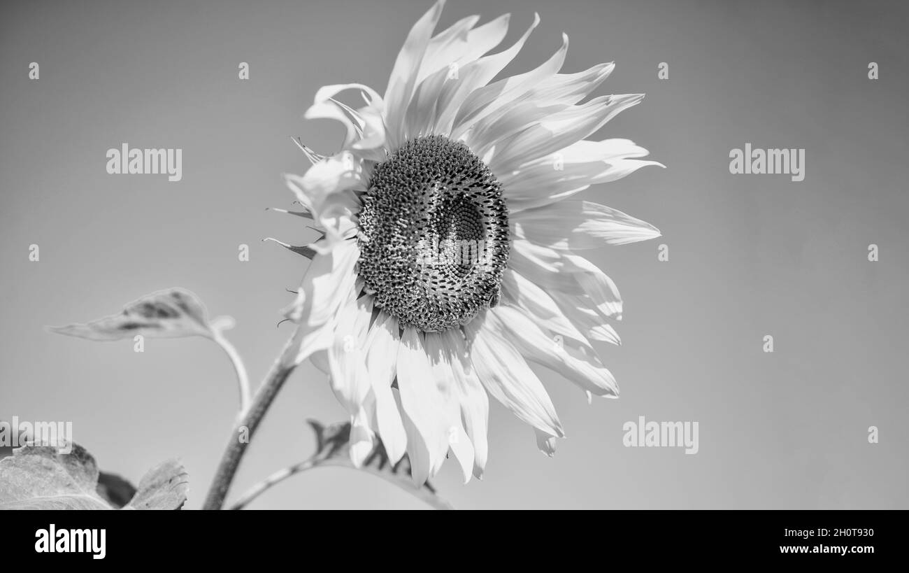 estate natura bellezza. estate raccolta e agricoltura concetto. girasole su sfondo cielo blu. primo piano di fiore giallo. bel girasole. Fiori Foto Stock