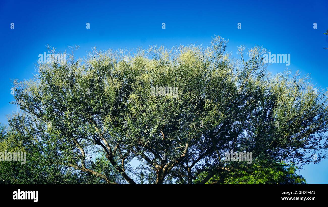 Albero verde e cielo blu chiaro. Fiori gialli sulla cima del grande albero. Foto Stock