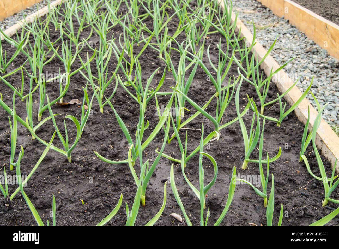 Coltivazione di aglio e cipolle, letti di legno per la coltivazione di ortaggi secondo i principi dell'agricoltura biologica. Sentieri del giardino cosparsi di Foto Stock