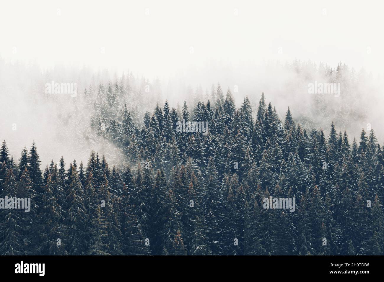 La pineta vicino alla diga Shiroka polyana, assorbita dalla nebbia invernale. Questo bellissimo posto si trova in Bulgaria e vale la pena di vedere. Foto Stock