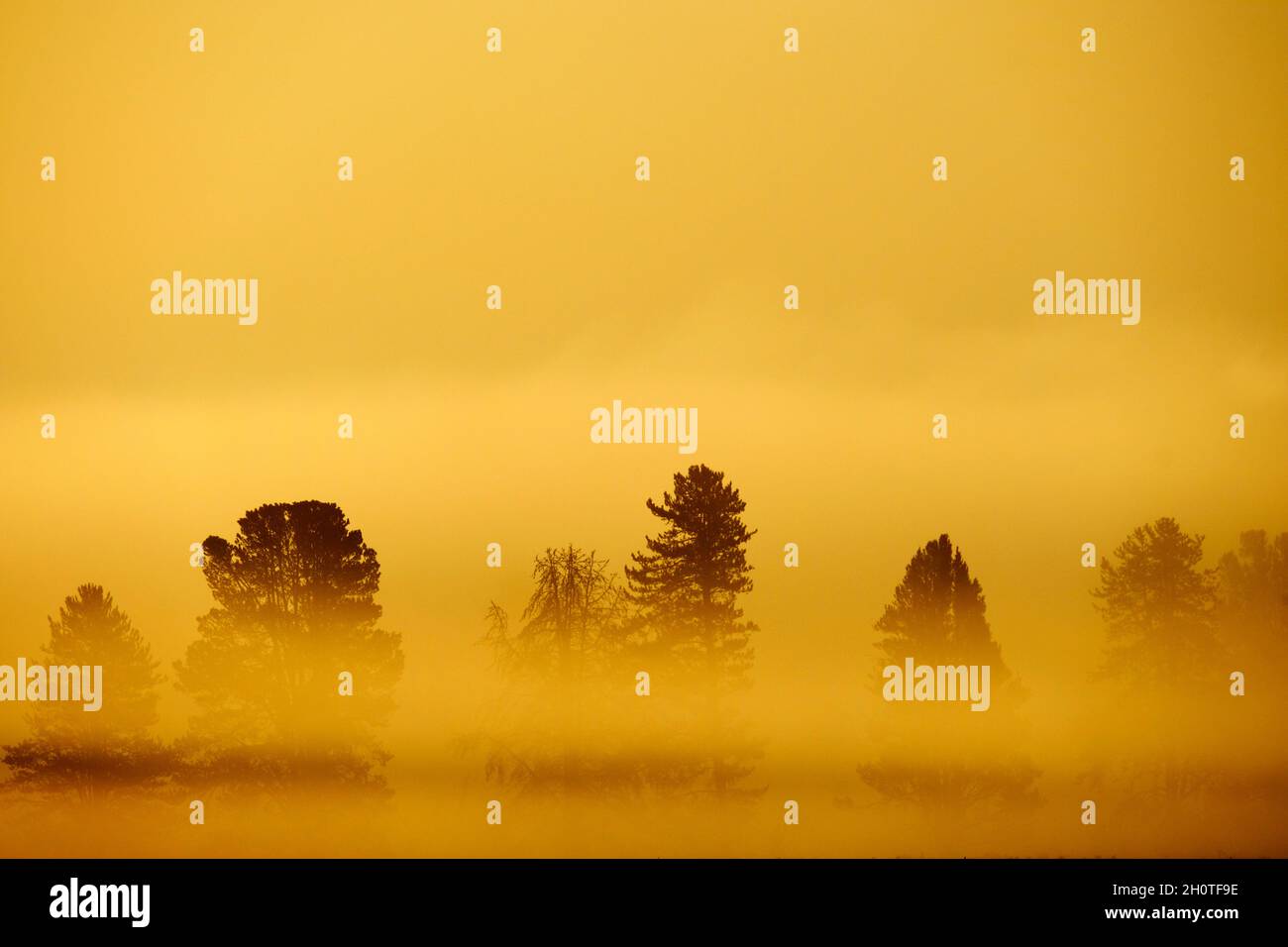 Alba del mattino con alberi e fiume sotto il cielo blu e la nebbia incandescente Foto Stock