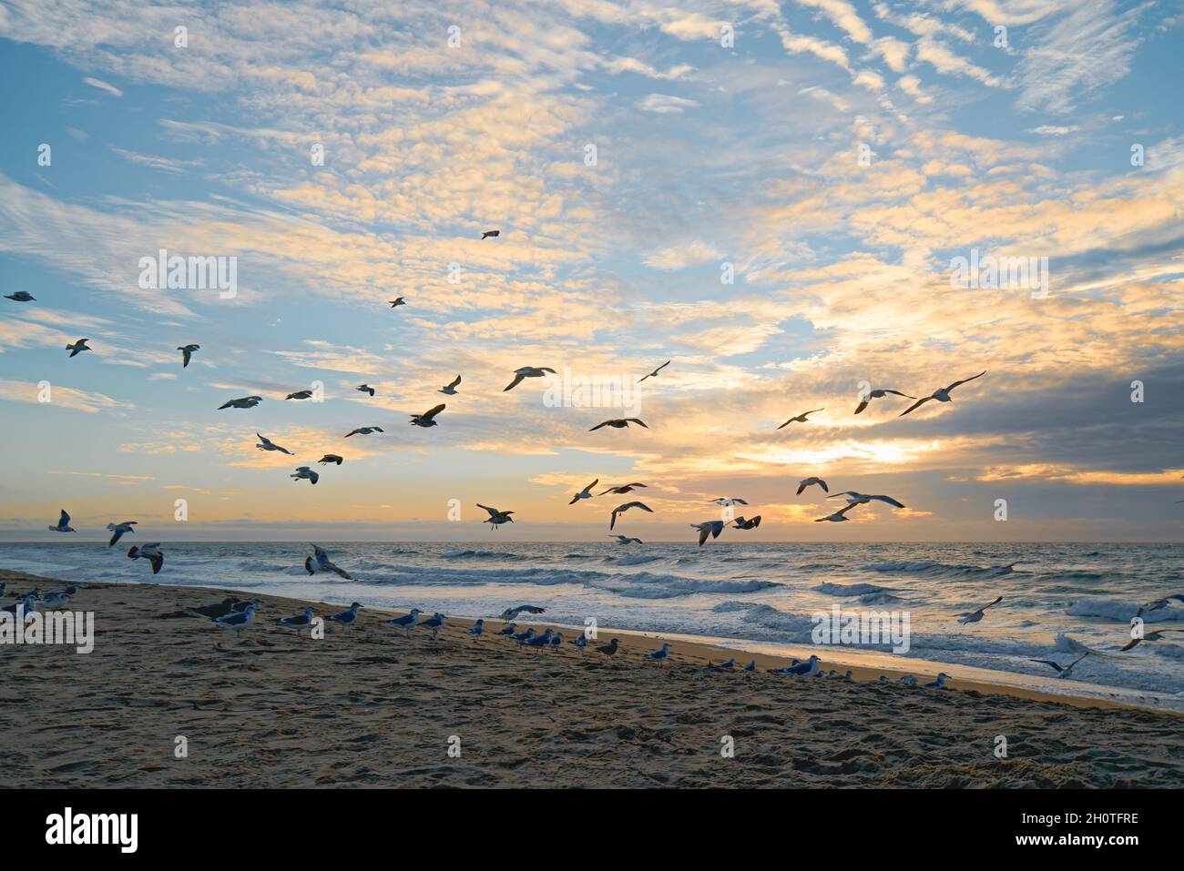 Bellissimo tramonto sulla spiaggia e uccelli volanti, sfondo colorato cielo nuvoloso Foto Stock