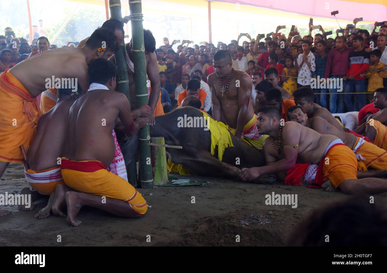 Guwahati, Guwahati, India. 14 Ott 2021. Buffalo pronto per sacrificare come parte del festival indù Durga Puja Maha Navami al tempio di shree Billeshwar, Belsor nel distretto di Nalbari di Assam India Giovedì 14 Ottobre 2021 (Credit Image: © Dasarath Deka/ZUMA Press Wire) Credit: ZUMA Press, Inc./Alamy Live News Foto Stock