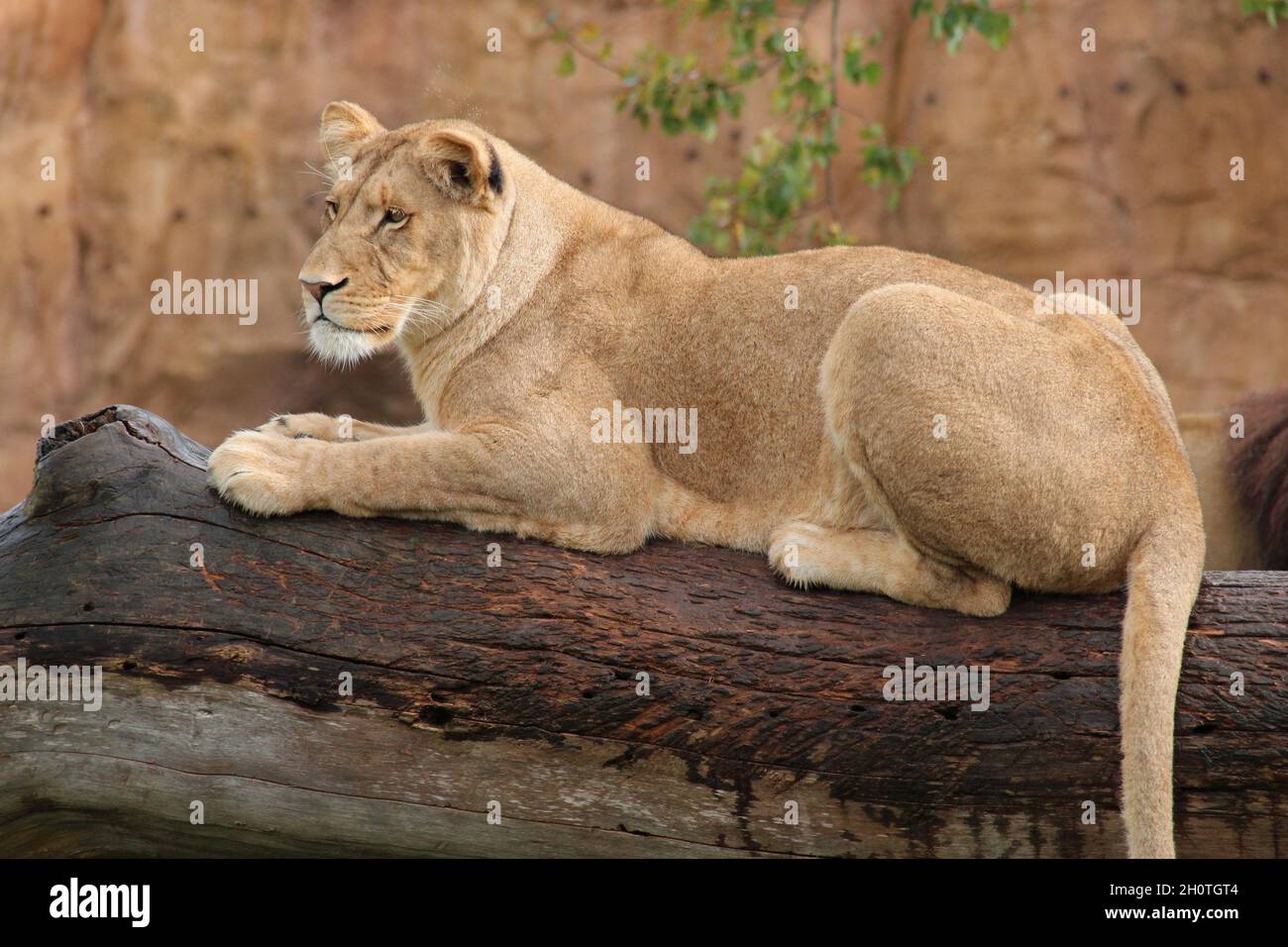 leonessa in uno zoo in francia Foto Stock
