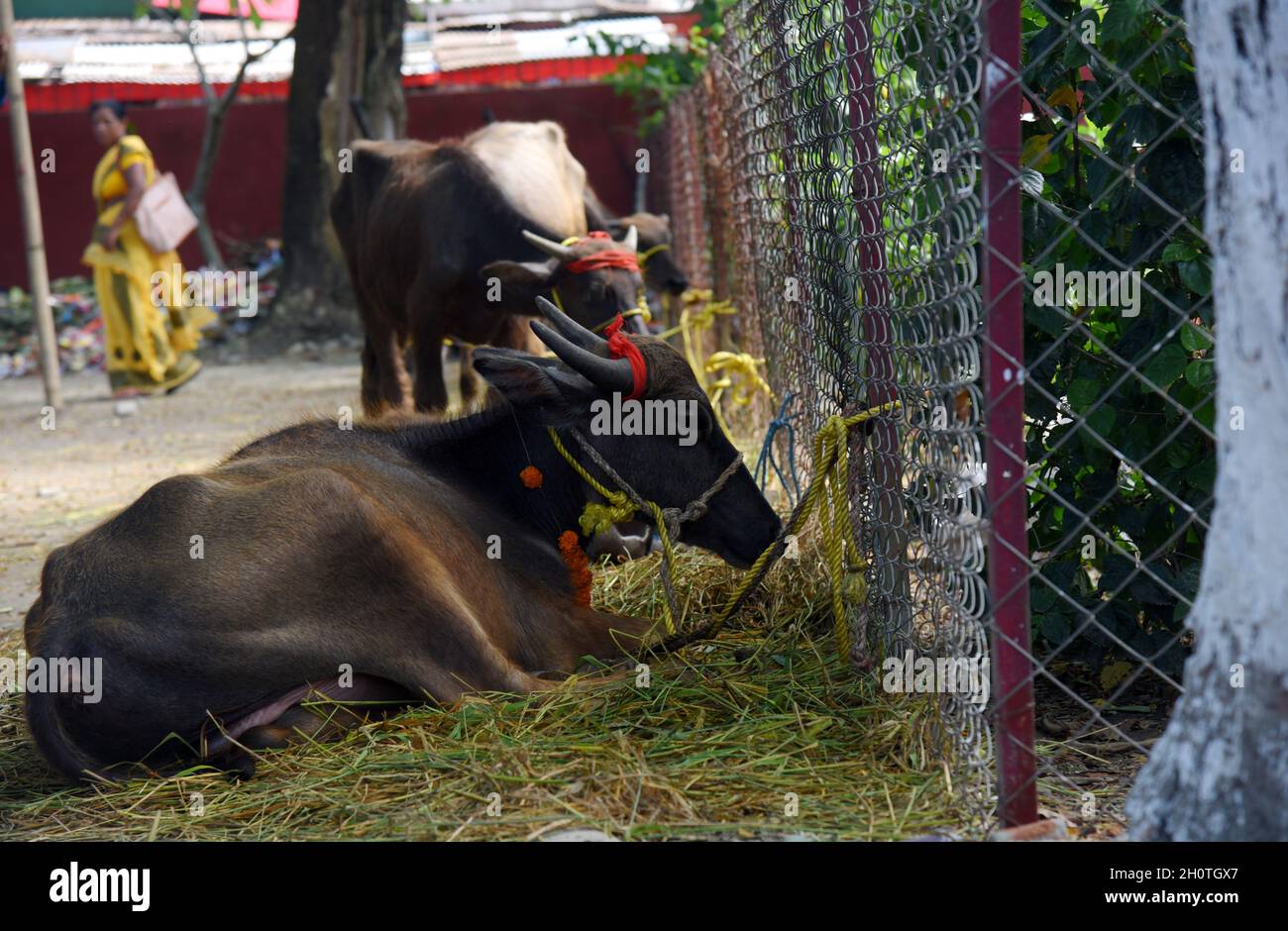 Guwahati, Guwahati, India. 14 Ott 2021. Buffaloes keept legatura per sacrificare come parte del festival indù Durga Puja Maha Navami a shree Shree Billeshwar Temple, Belsor nel distretto di Nalbari di Assam India Giovedì 14 Ottobre 2021 (Credit Image: © Dasarath Deka/ZUMA Press Wire) Credit: ZUMA Press, Inc./Alamy Live News Foto Stock