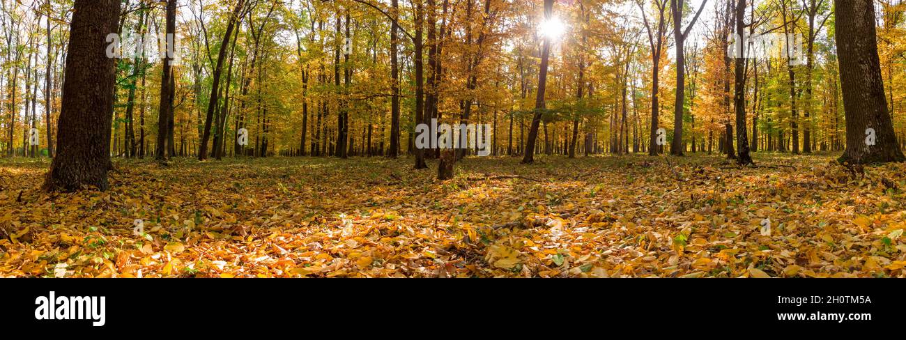 Panorama autunnale della foresta gialla d'autunno. Foto Stock