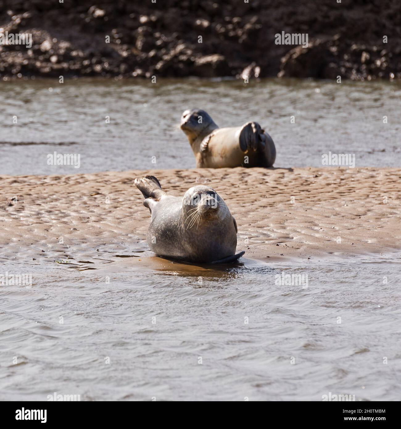 Le foche comuni / portuali hanno trasportato fuori sulle rive della sabbia godendo il sole alla riserva naturale di Marsh di Titchwell sulla costa di Norfolk, Inghilterra, Regno Unito Foto Stock