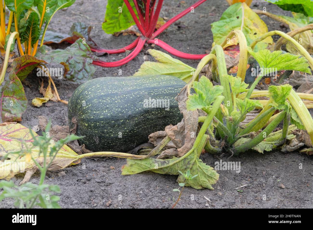 Zucchine verdi in agricoltura e raccolta. Zucchine che crescono nel giardino rustico. Ortaggi in crescita a casa, primo piano. Piano terra aperto nella ga Foto Stock