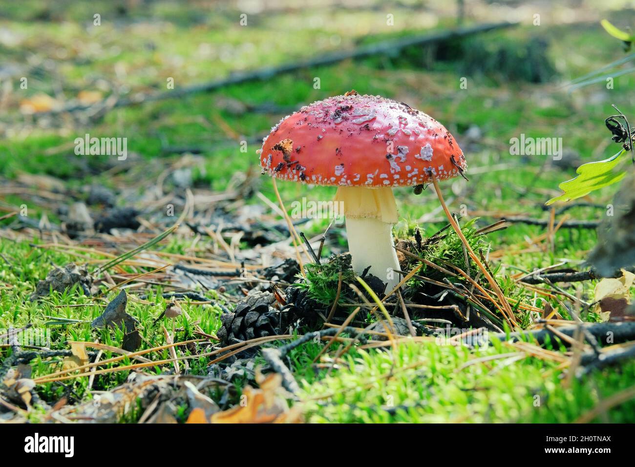 Amanita Muscaria. Rosso selvaggio velenoso Fly fungo agarico in foresta in autunno in giorno di sole. Foto Stock