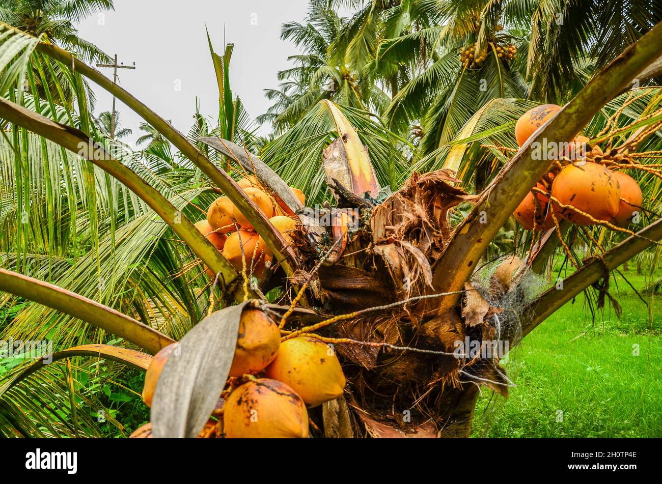 Palma di cocco distrutta dagli scarafaggi Rhinoceros Foto Stock