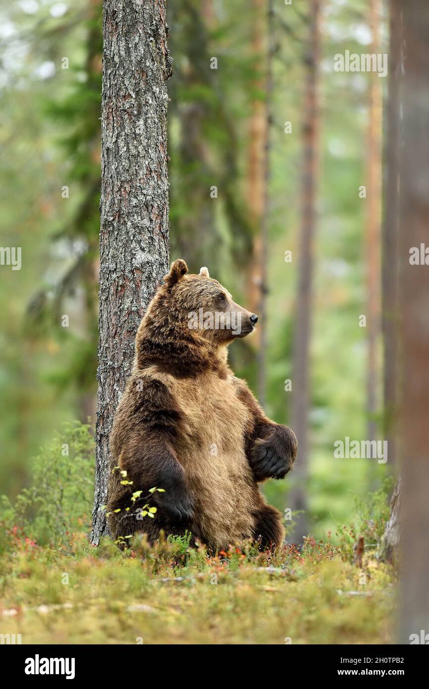 Adulto orso bruno seduto contro un albero nella foresta in estate Foto Stock