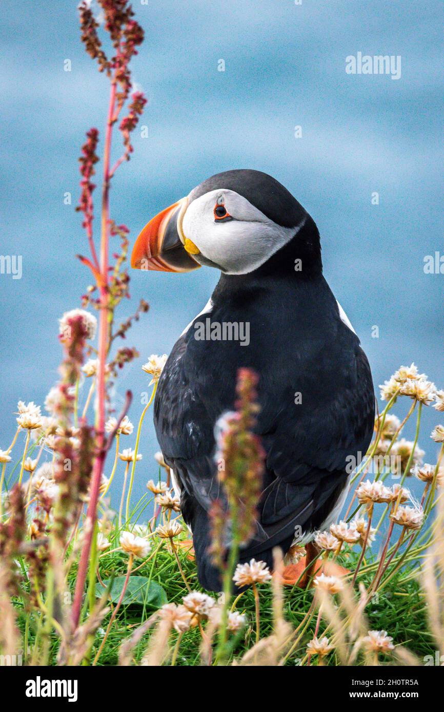Il puffin Atlantico si fermava su una scogliera fiorita che si affacciava lateralmente verso il mare blu Foto Stock