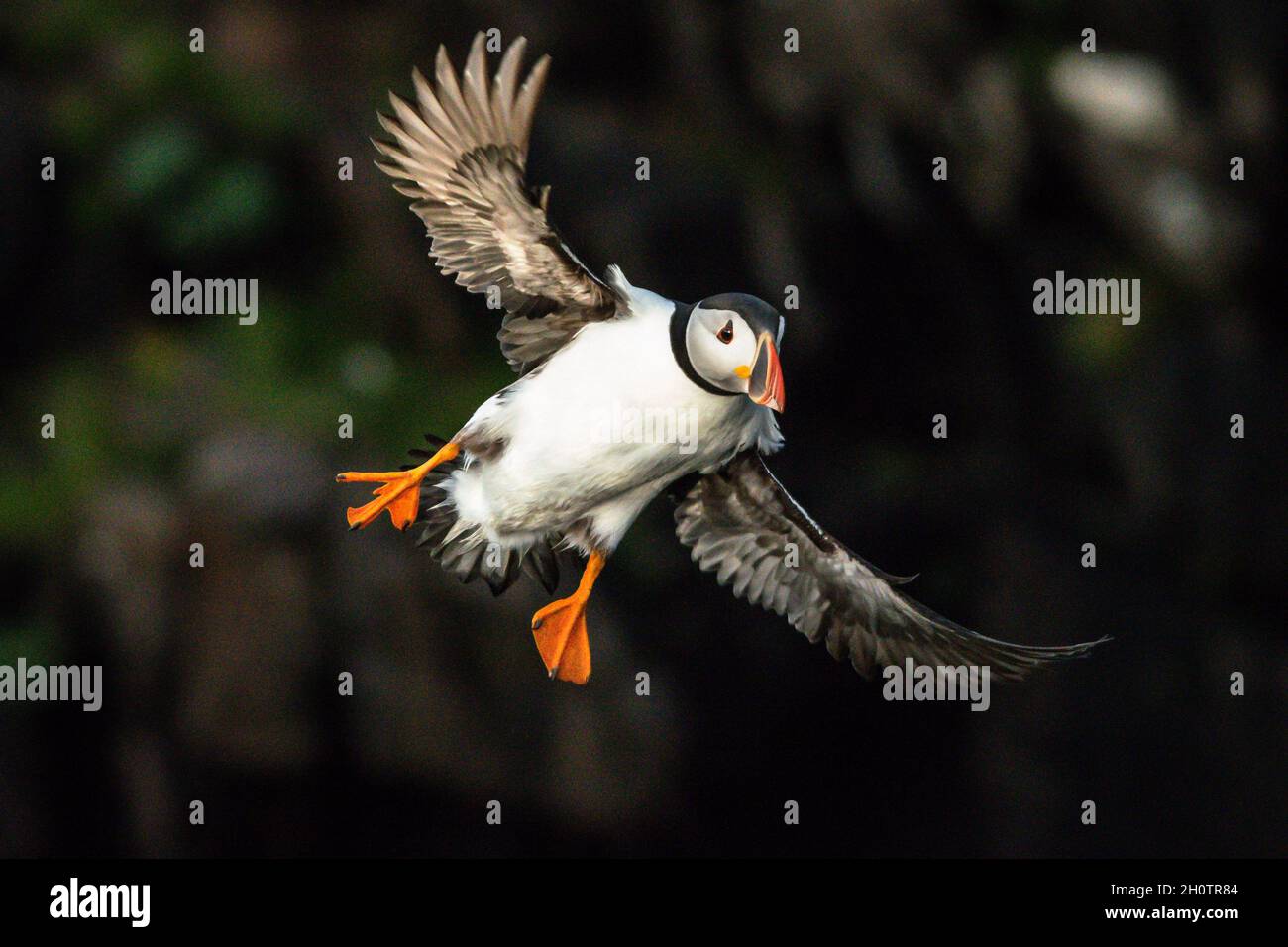 Soffino Atlantico in volo che arriva a atterrare su una scogliera Foto Stock