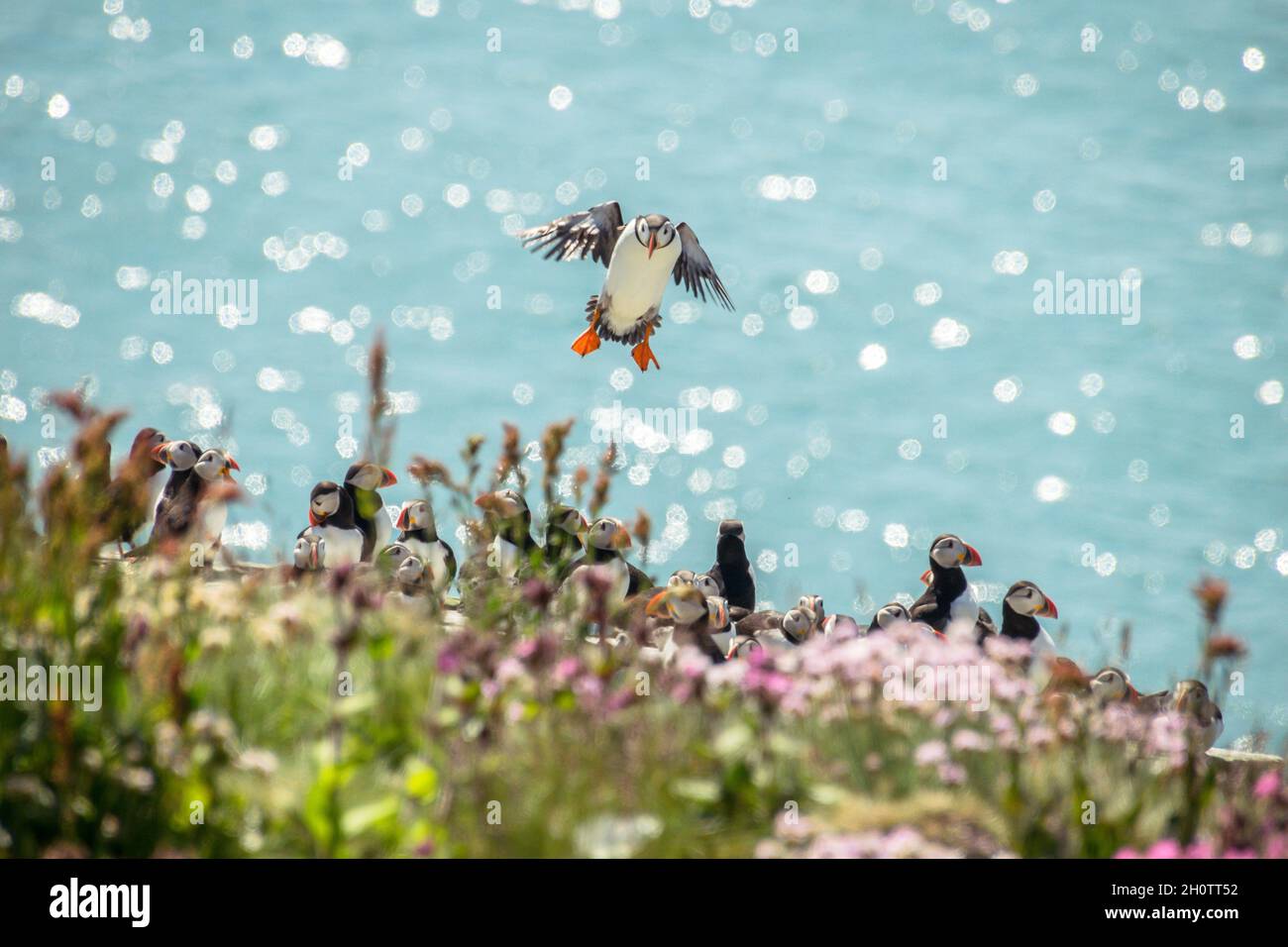 Il puffin arriva a atterrare su una cima di una scogliera ricoperta di luccicanti scogliere con più puffin contro un oceano blu scintillante Foto Stock
