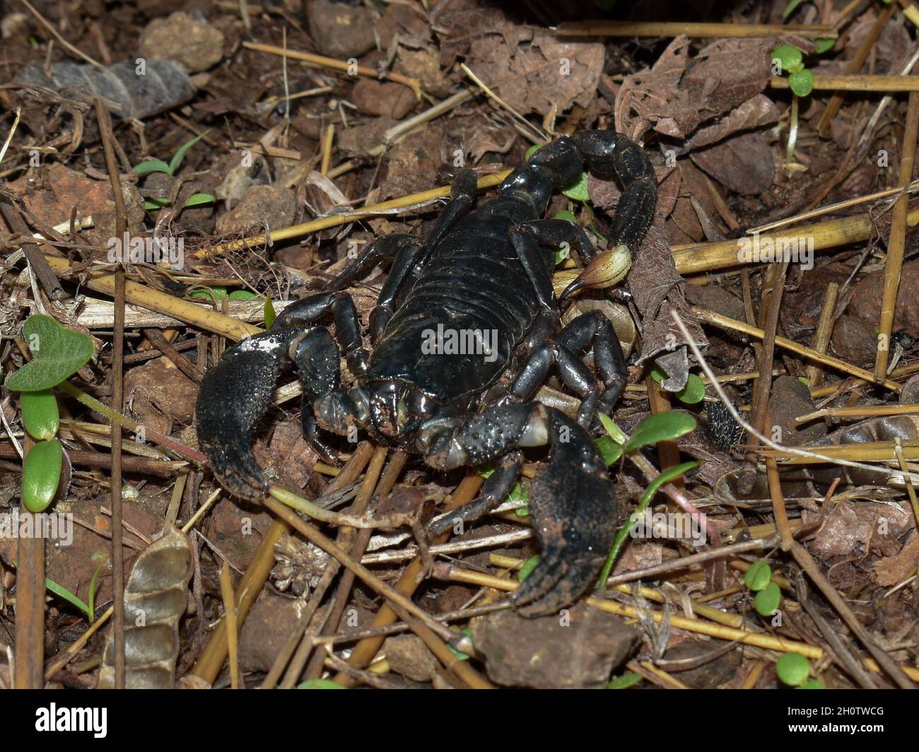 Scorpione della Foresta Indiana (Heterometrus swammerdami) - uno scorpione nero, grande, velenoso, proveniente dall'India Foto Stock