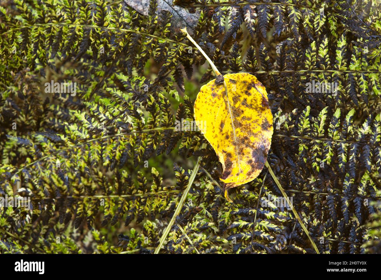 In autunno, nell'Idaho settentrionale, una foglia gialla si trova su una felce dorata. Foto Stock