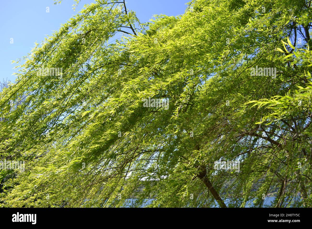 Vista ravvicinata della baldacchino salice piangente illuminata dal sole e piegata dal vento forte sul cielo blu. Foto Stock