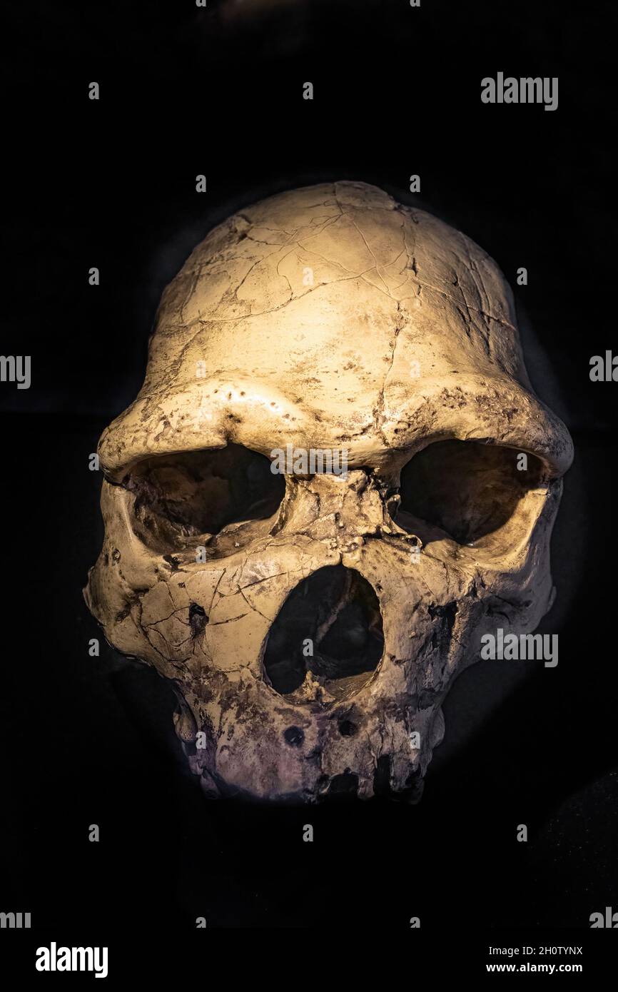 Fossile di un Homo heidelbergensis. Heidelberg Man è il nome dato ad un certo numero di resti fossili umani che sono più vecchi dei fossili di Neanderthals Foto Stock