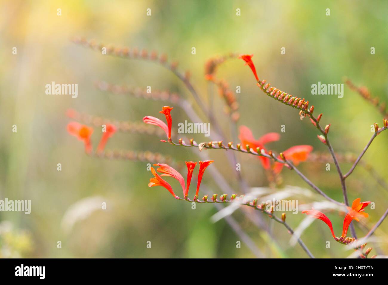 Fiori di crocosmia arancio luminoso in autunno Foto Stock