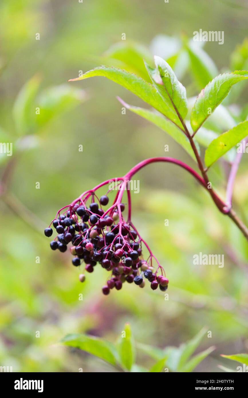 Viola scuro, sambuchi maturi pronti per la raccolta e la preparazione in vino sambuco nei primi mesi di autunno Foto Stock