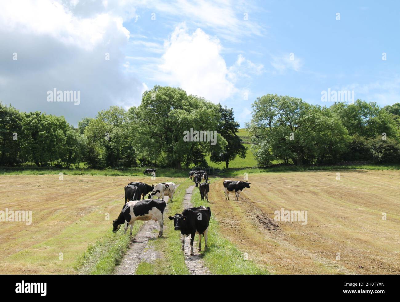 Un gruppo di mucche da latte su un campo rurale pista. Foto Stock