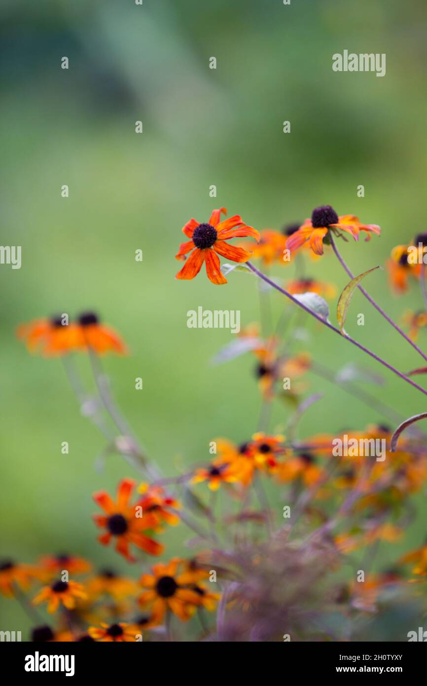 Ricchi fiori d'arancio che crescono in un giardino di campagna inglese in autunno Foto Stock