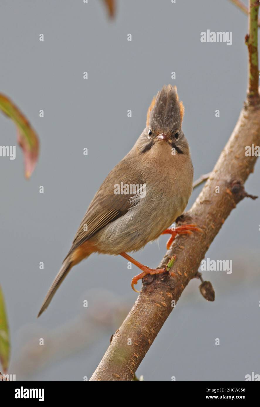 Rufous-ventilato Yuhina (Yuhina occipitalis occipitalis) adulto arroccato sul ramo Eaglenest Wildlife Sanctuary, Arunachal Pradesh, India Gennaio Foto Stock