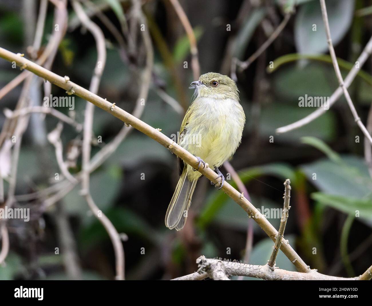 Un tirannuleto boliviano (Zimmerius bolivianus) arroccato su un ramo. Manu National Park, Cuzco, Perù, Sud America. Foto Stock