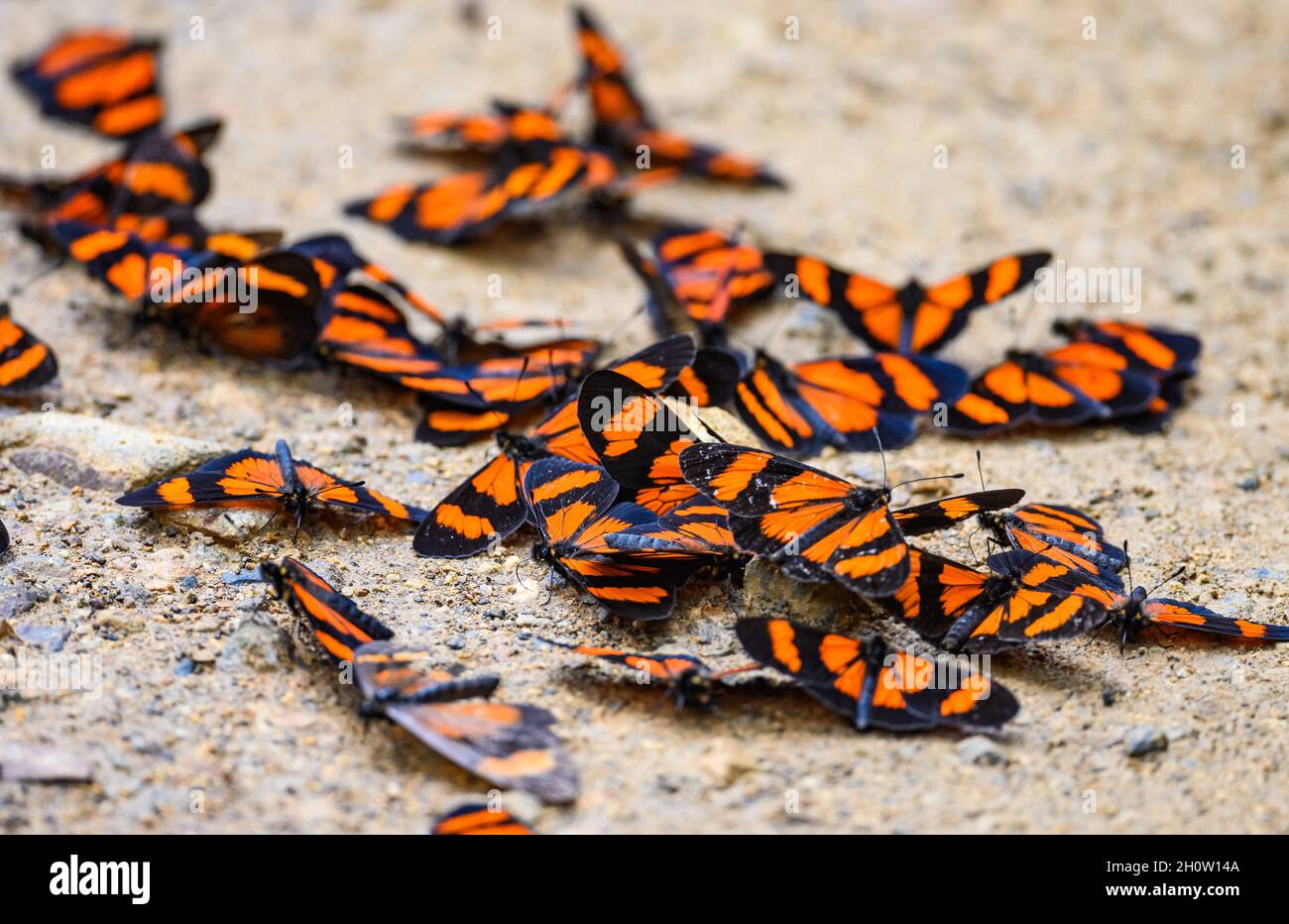 Gaudy Altinote (Altinote negra) farfalle. Manu National Park, Cuzco, Perù, Sud America. Foto Stock