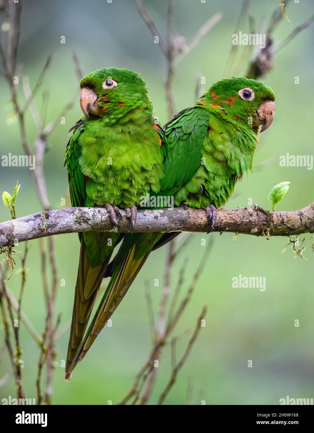 Parakeets dall'occhio bianco (Psittacara leuchthalmus) arroccato su un albero. Cuzco, Perù, Sud America. Foto Stock