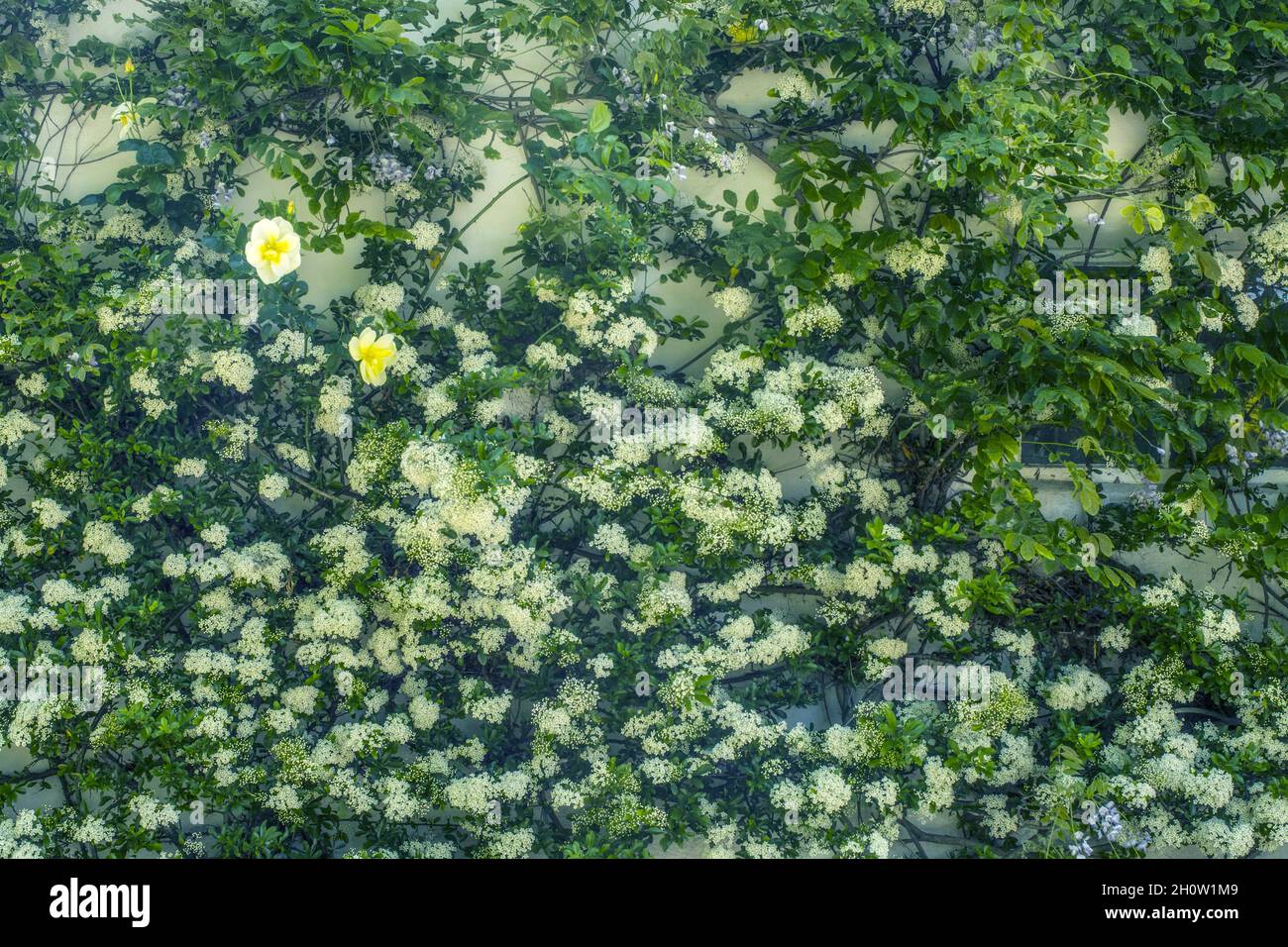 Parete coperta di fiori Foto Stock