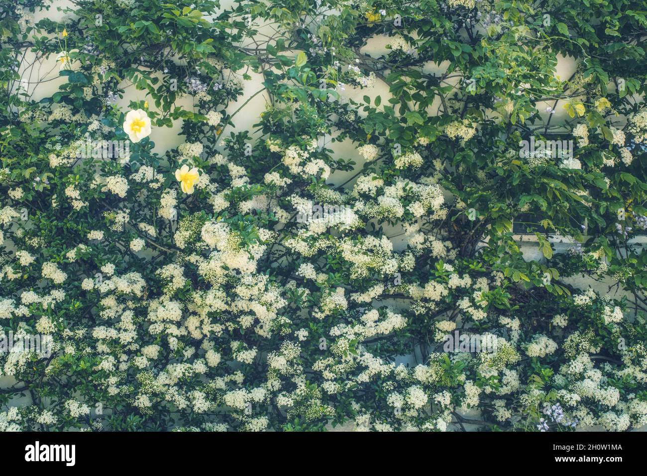 Parete coperta di fiori Foto Stock