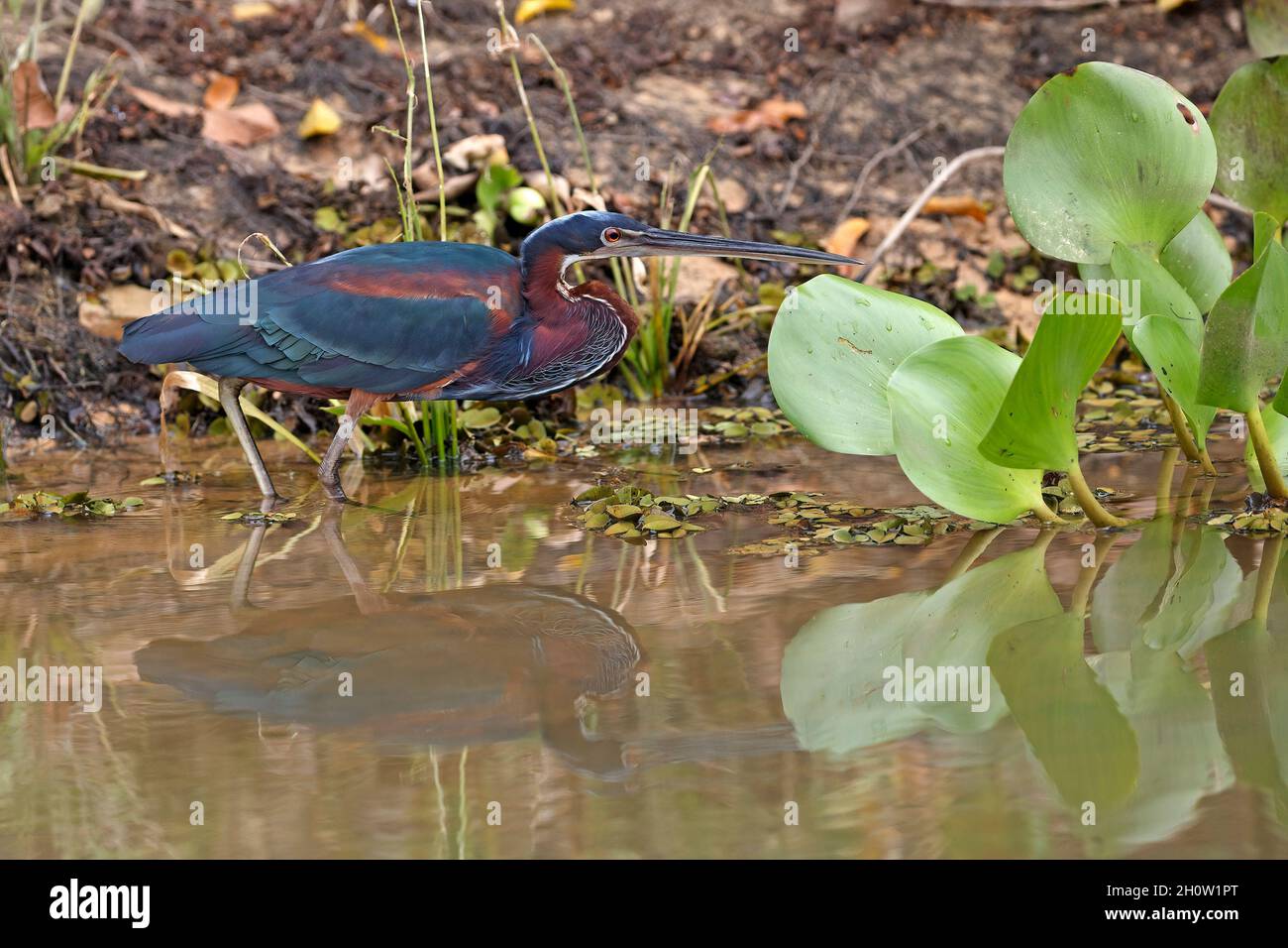 Agami Heron, Rio Claro, MT, Brasile, settembre 2017 Foto Stock