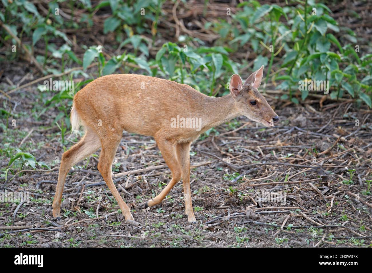 Gray Brocket cervo, Pouso Alegre, MT, Brasile, settembre 2017 Foto Stock