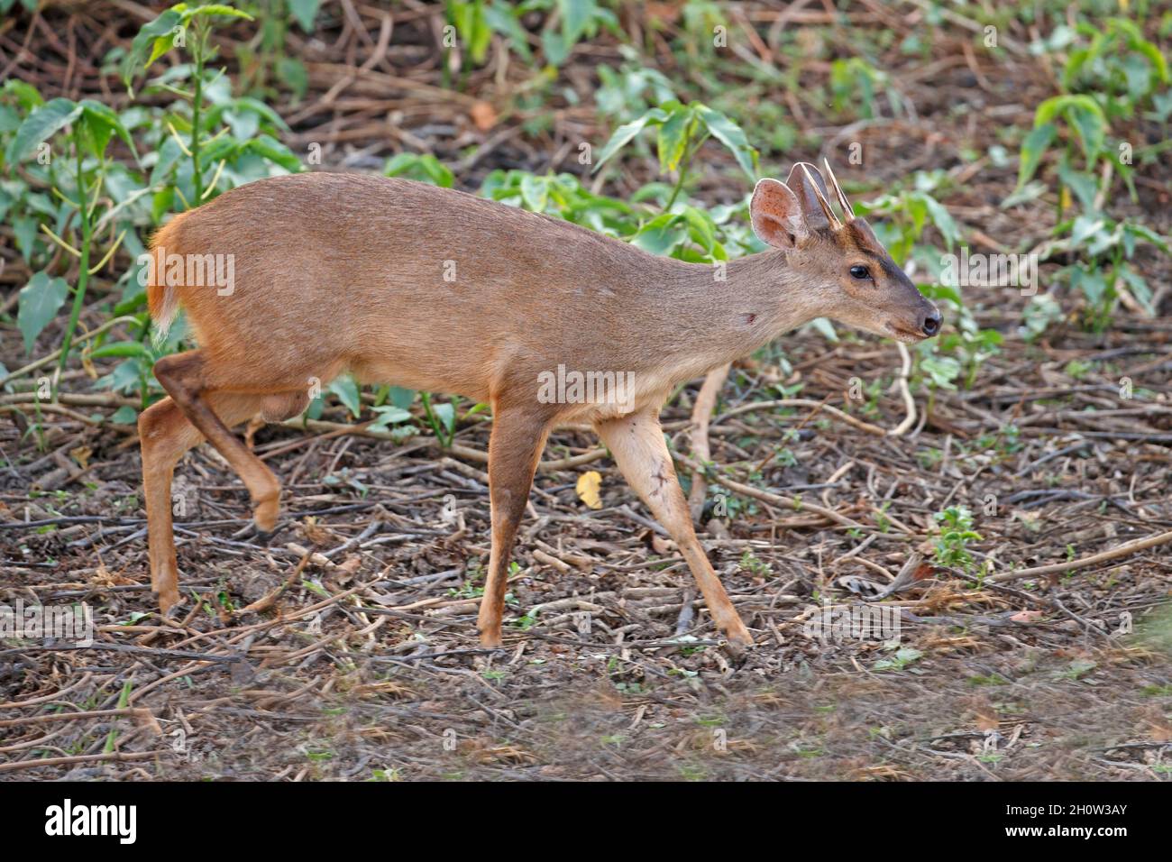 Gray Brocket cervo, Pouso Alegre, MT, Brasile, settembre 2017 Foto Stock