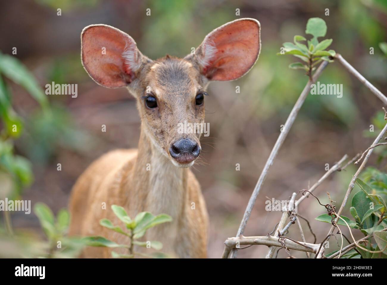 Gray Brocket cervo, Pouso Alegre, MT, Brasile, settembre 2017 Foto Stock