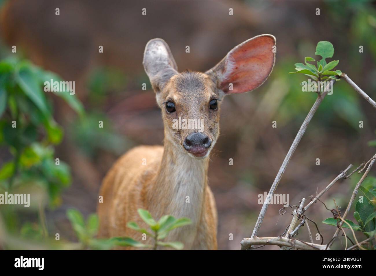 Gray Brocket cervo, Pouso Alegre, MT, Brasile, settembre 2017 Foto Stock