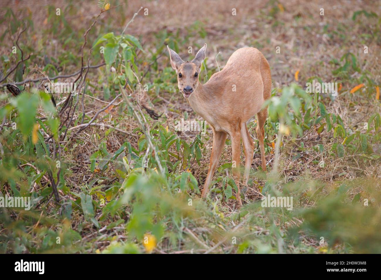 Gray Brocket cervo, Pouso Alegre, MT, Brasile, settembre 2017 Foto Stock