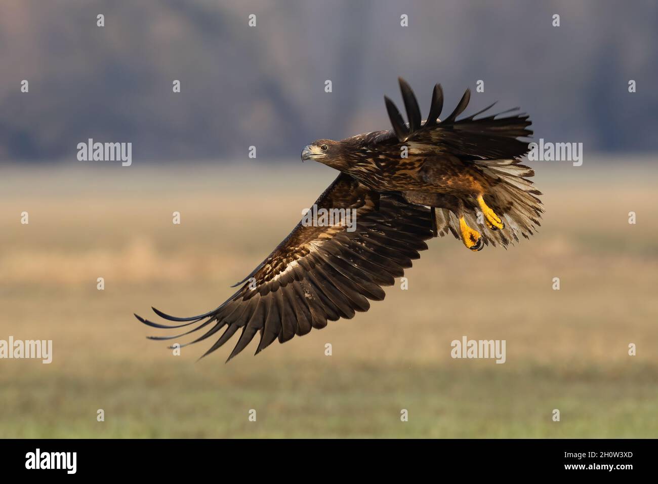 Giovane aquila dalla coda bianca che atterra sul campo in autunno Foto Stock