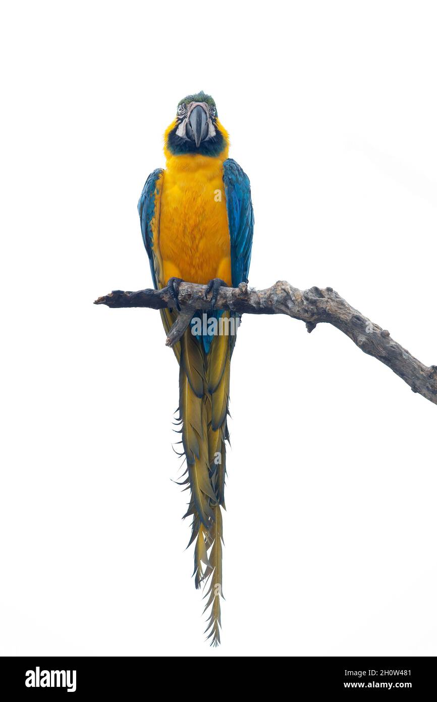 Macaw blu e giallo, Rio Claro, MT, Brasile, settembre 2017 Foto Stock