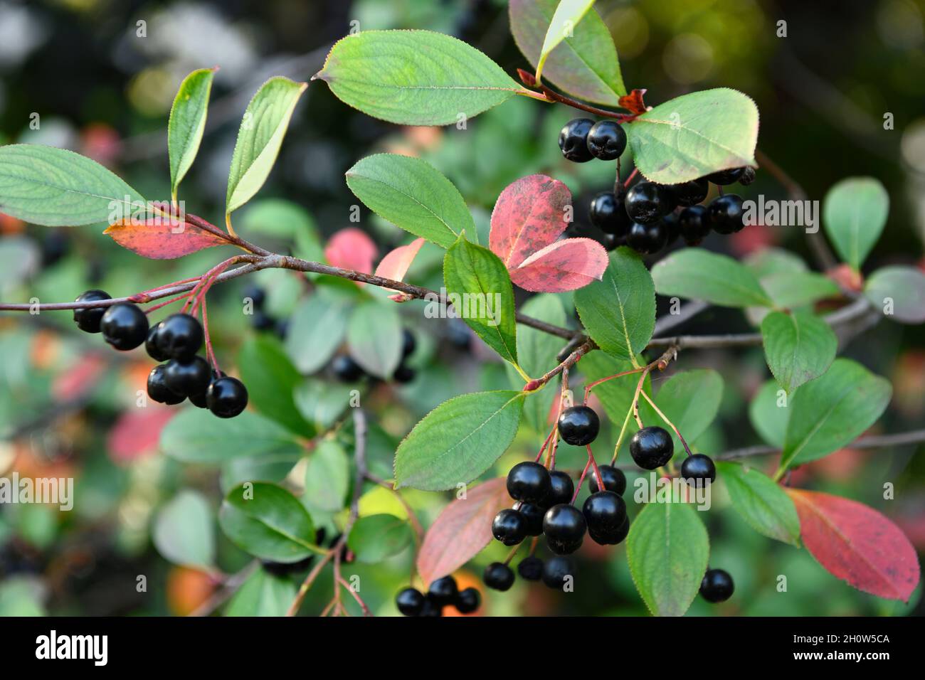 Bacche di Chokeberry nero in autunno con foglie che girano di rosso Foto Stock