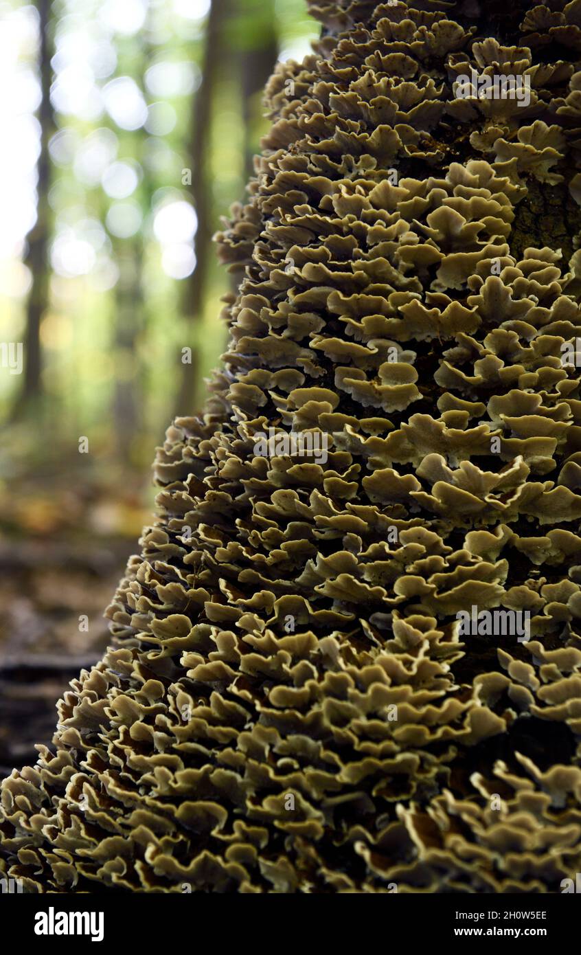 Cluster di staffa funghi tacchino coda Trametes funghi Versicolor che crescono su tronco di albero morto in una foresta caduta Foto Stock