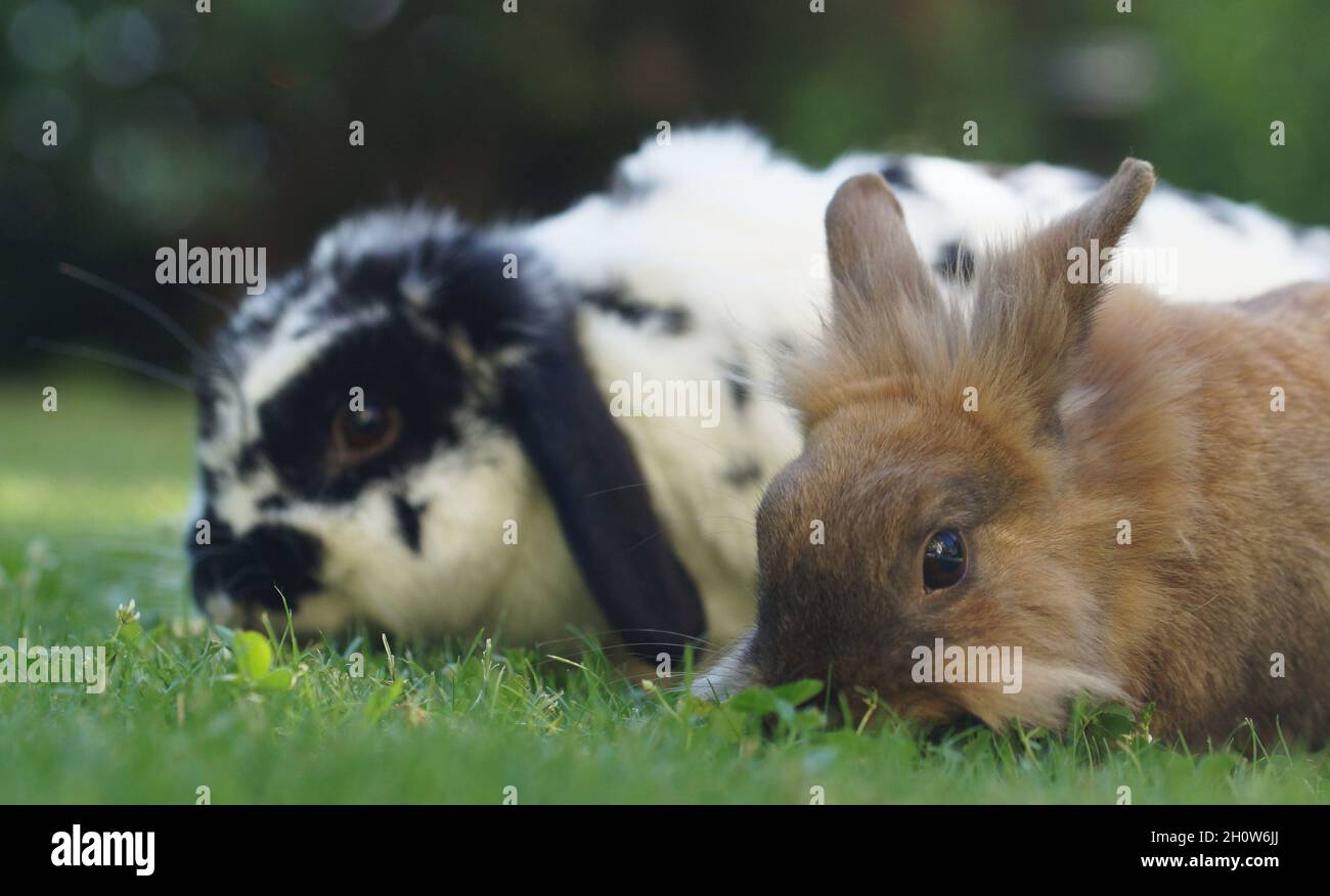 due conigli nani felici sul prato che mangia erba Foto Stock