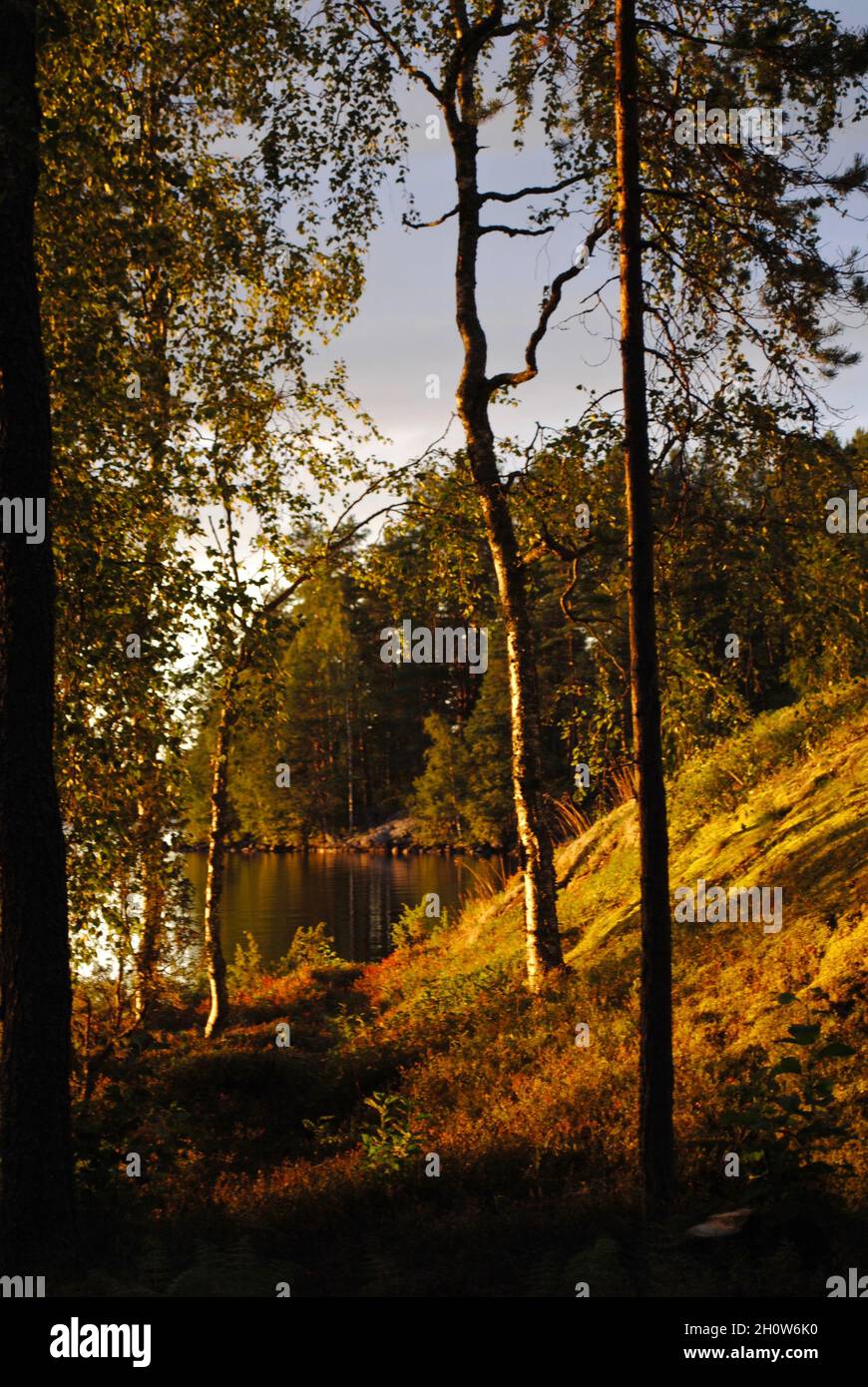 Laghi e foreste nella Finlandia orientale Foto Stock