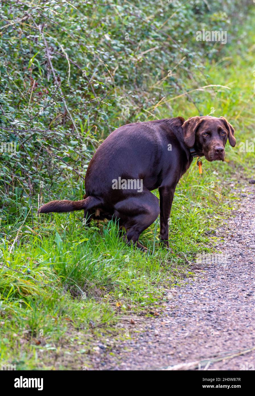 Cane che cacca immagini e fotografie stock ad alta risoluzione - Alamy