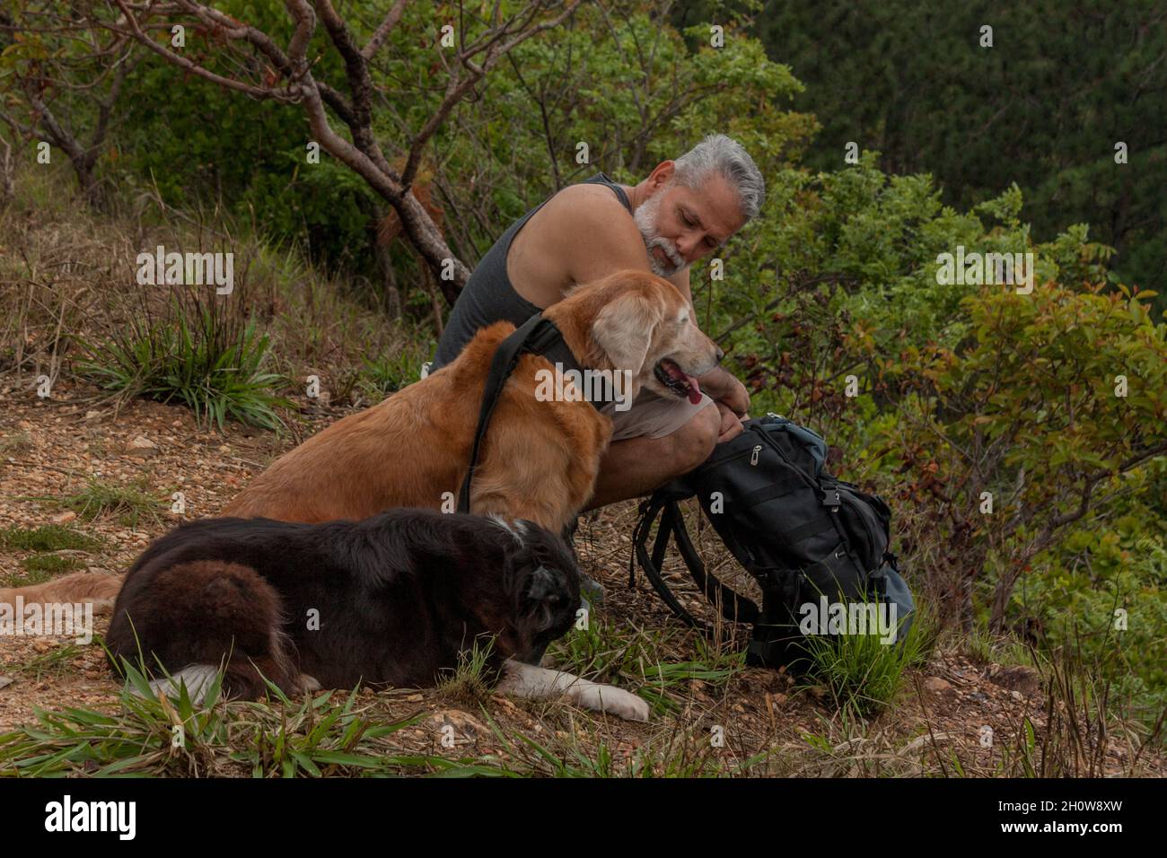Passeggiata in montagna con i cani Foto Stock