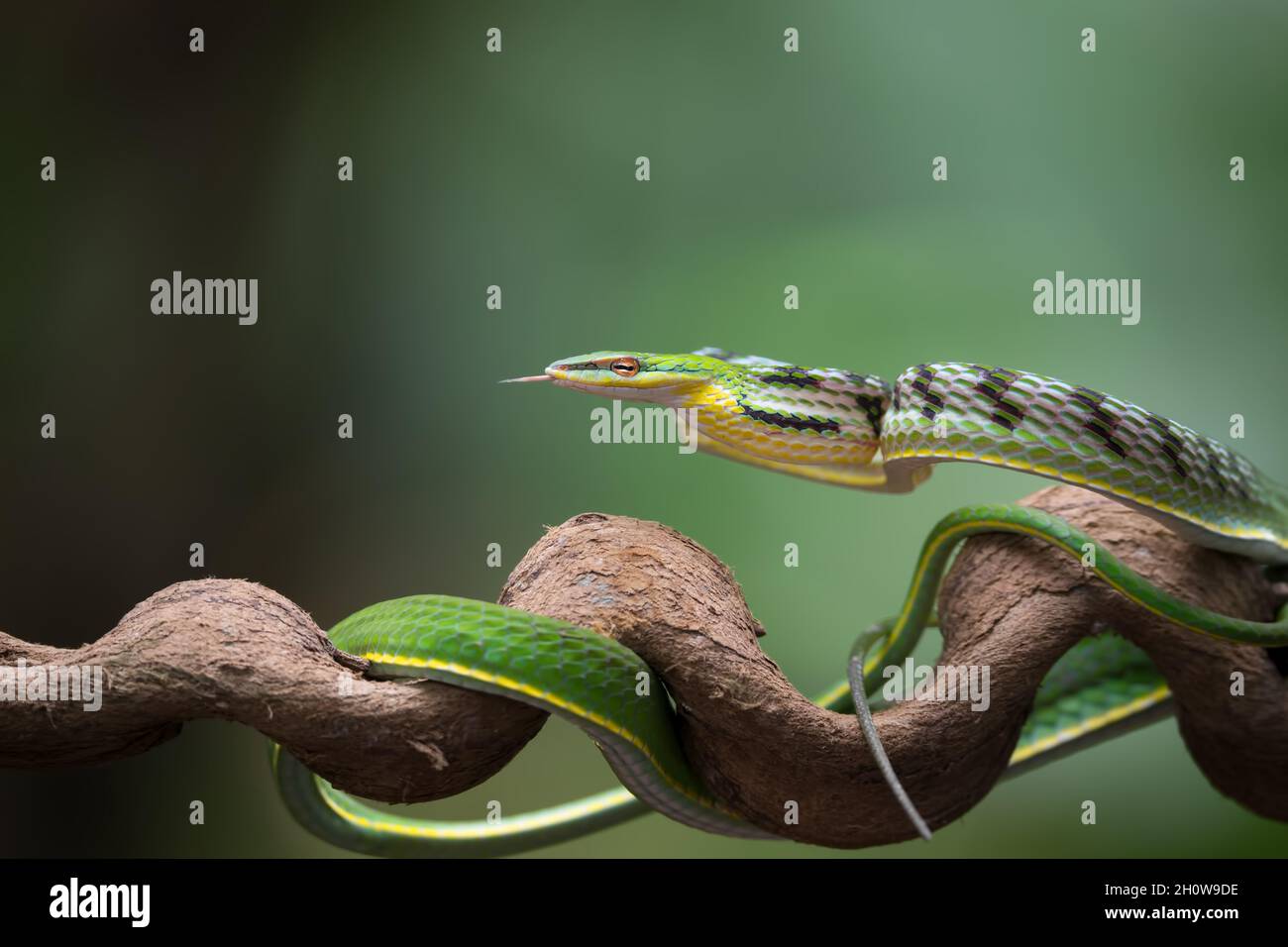 Primo piano foto di serpente di vite asiatico sull'albero filiale Foto Stock