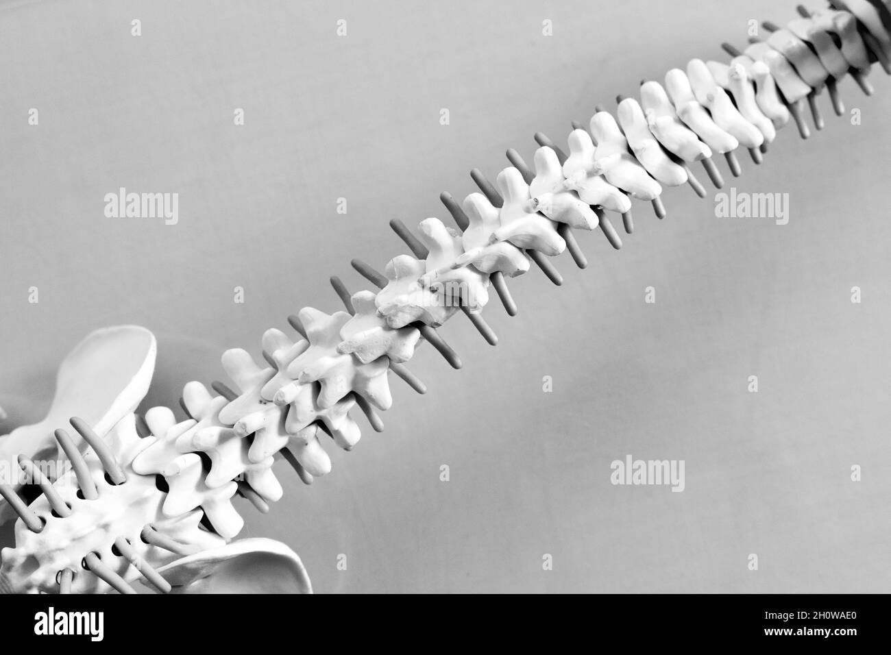 colonna vertebrale umana, sacro, coccix e creste iliache con vista dall'alto Foto Stock