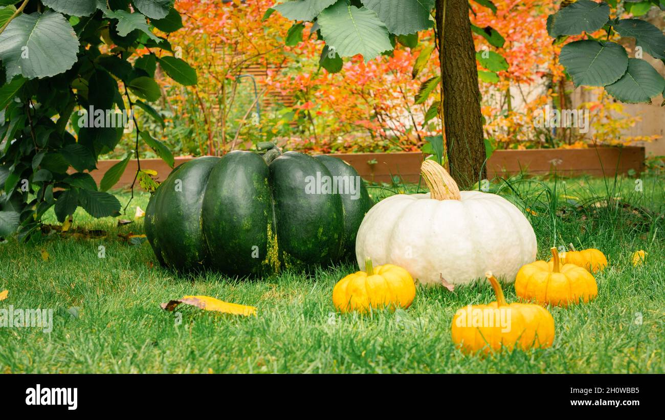 Zucche sull'erba in giardino. La zucca bianca si trova accanto a quelle arancioni e verdi sotto l'elmo ombrello. Ancora vita per il Ringraziamento o H Foto Stock