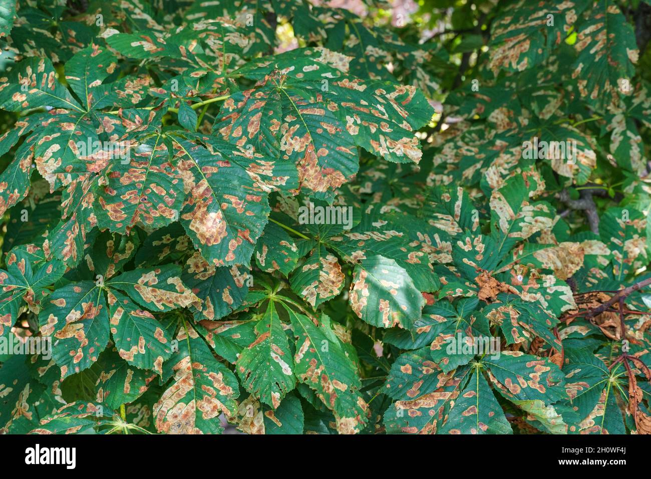 Comune di ippocastano foglie danneggiate da ippocastano leaf miner Foto Stock